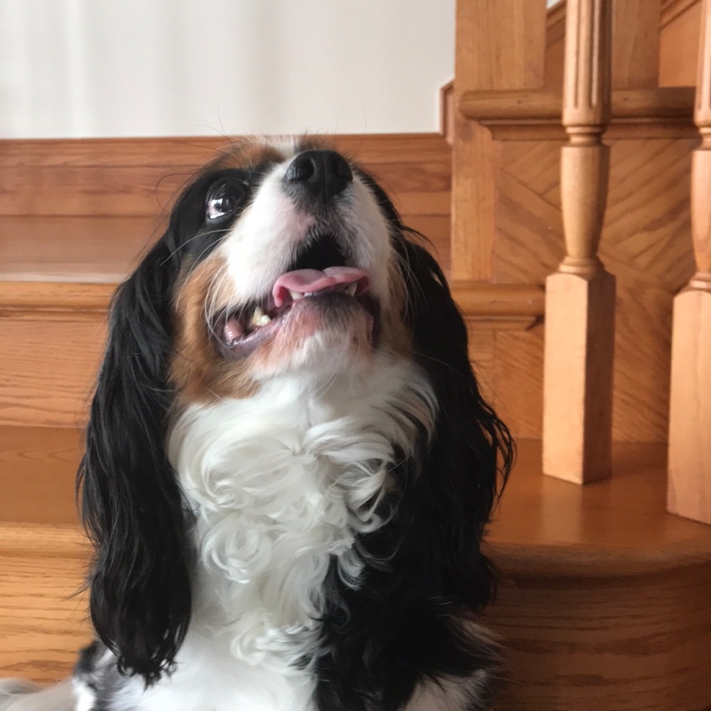 Meet your Posher, Pam